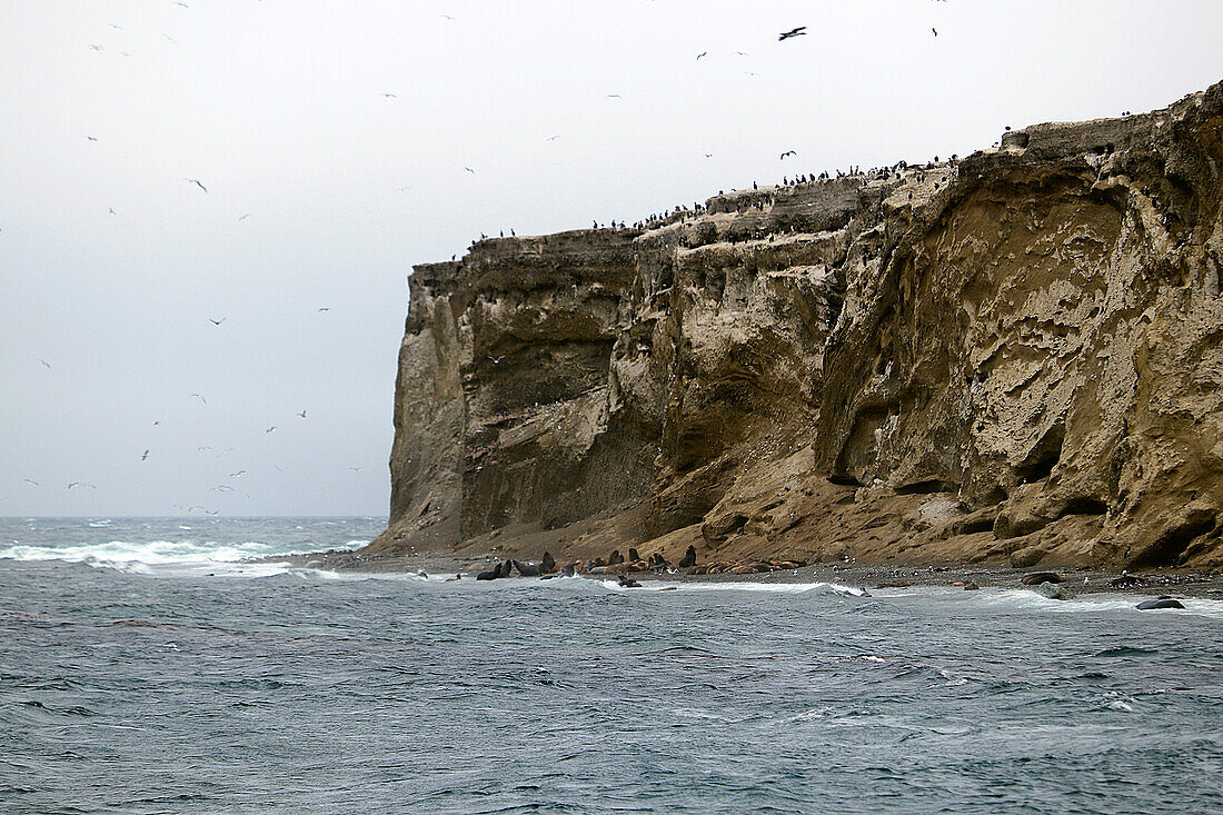 Chile; Südchile; Region Magallanes; Magellanstraße; Isla Marta; Seelöwen am Ufer; Kormorane und Möwen