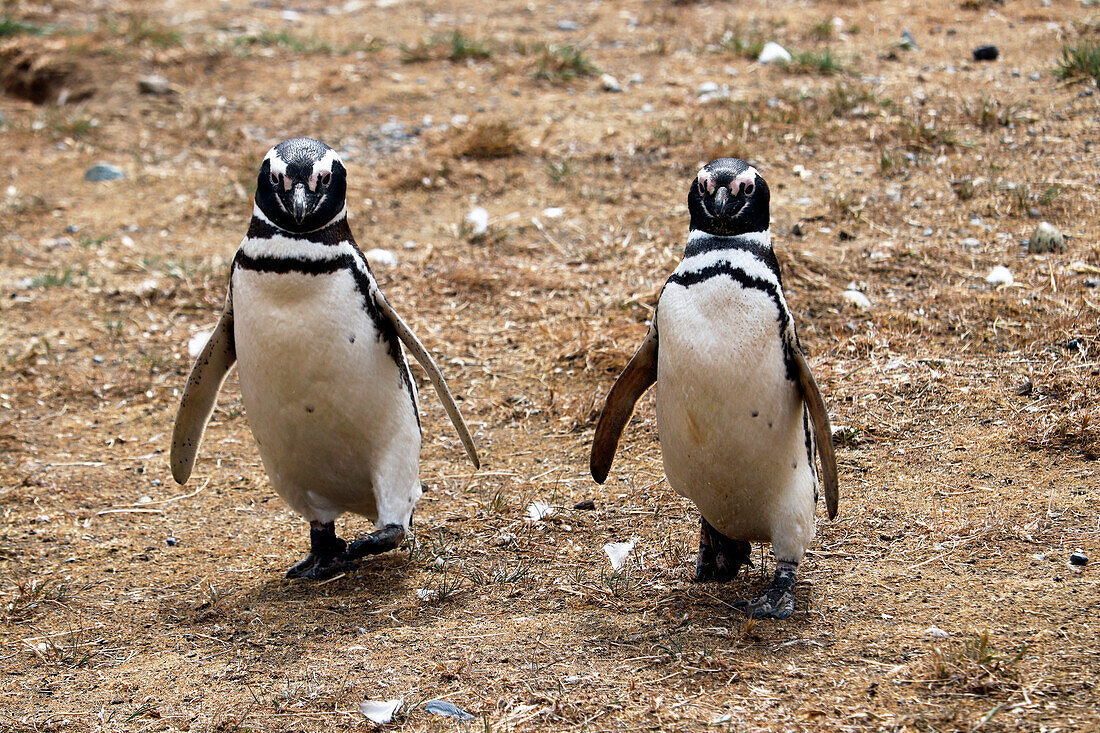 Chile; Südchile; Region Magallanes; Magellanstraße; Isla Magdalena; Monumento Natural Los Pinguinos; Magellan Pinguin Pärchen unterwegs auf der Insel