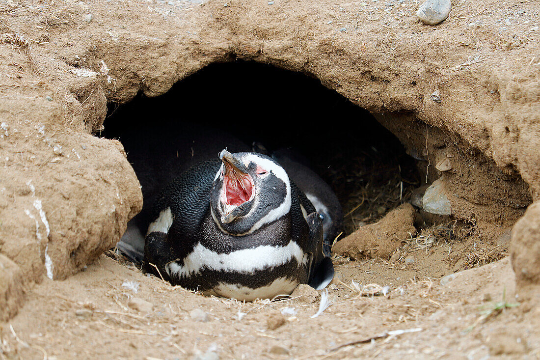 Chile; Südchile; Region Magallanes; Magellanstraße; Isla Magdalena; Monumento Natural Los Pinguinos; Magellan Pinguin in der Bruthöhle; Jungtier in der Höhle