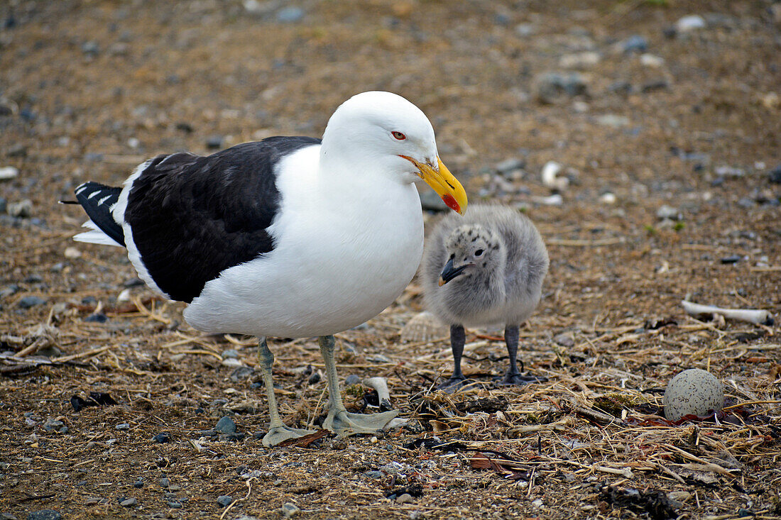 Chile; Südchile; Region Magallanes; Magellanstraße; Isla Magdalena; Monumento Natural Los Pinguinos; Möwe mit ihrem Nachwuchs