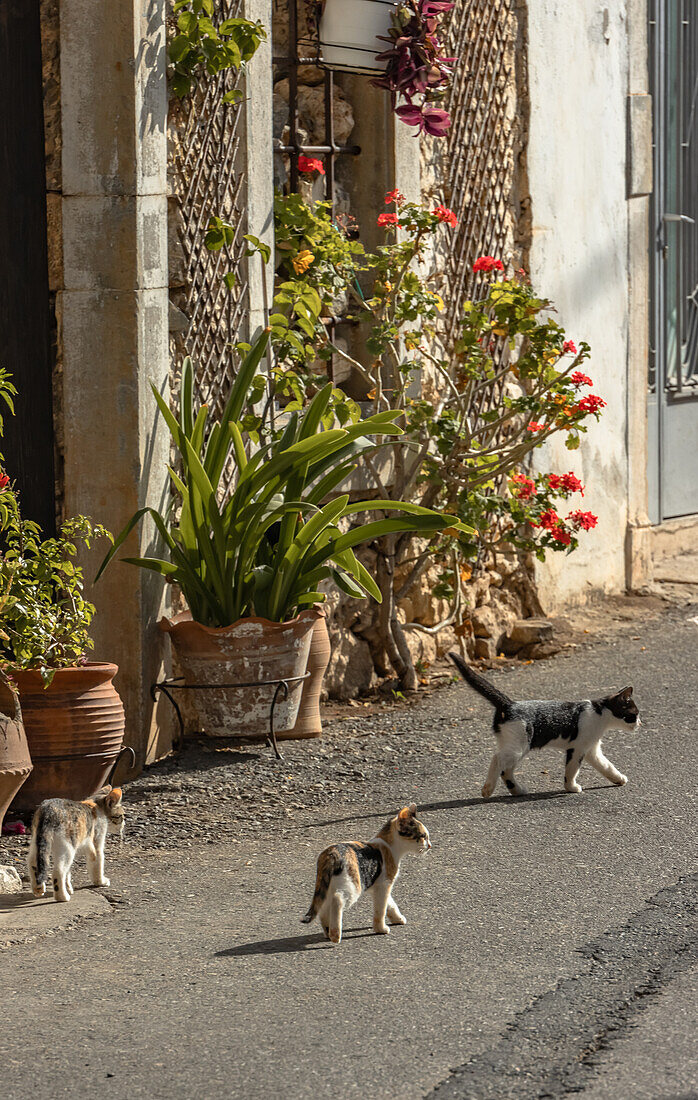 Katzen auf der Straße, Griechenland, Europa