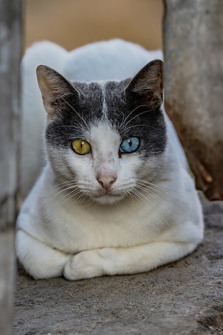 Cat with different eyes