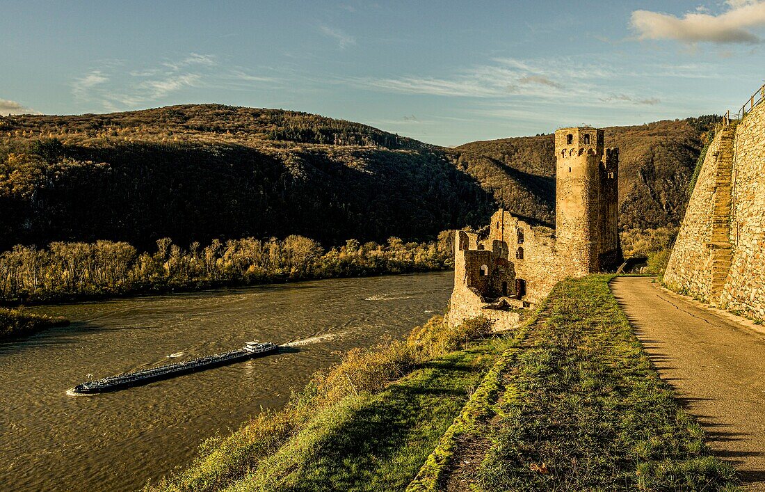 Burg Ehrenfels in den Weinbergen von Rüdesheim, Blick in das Rheintal, Oberes Mittelrheintal, Hessen, Deutschland