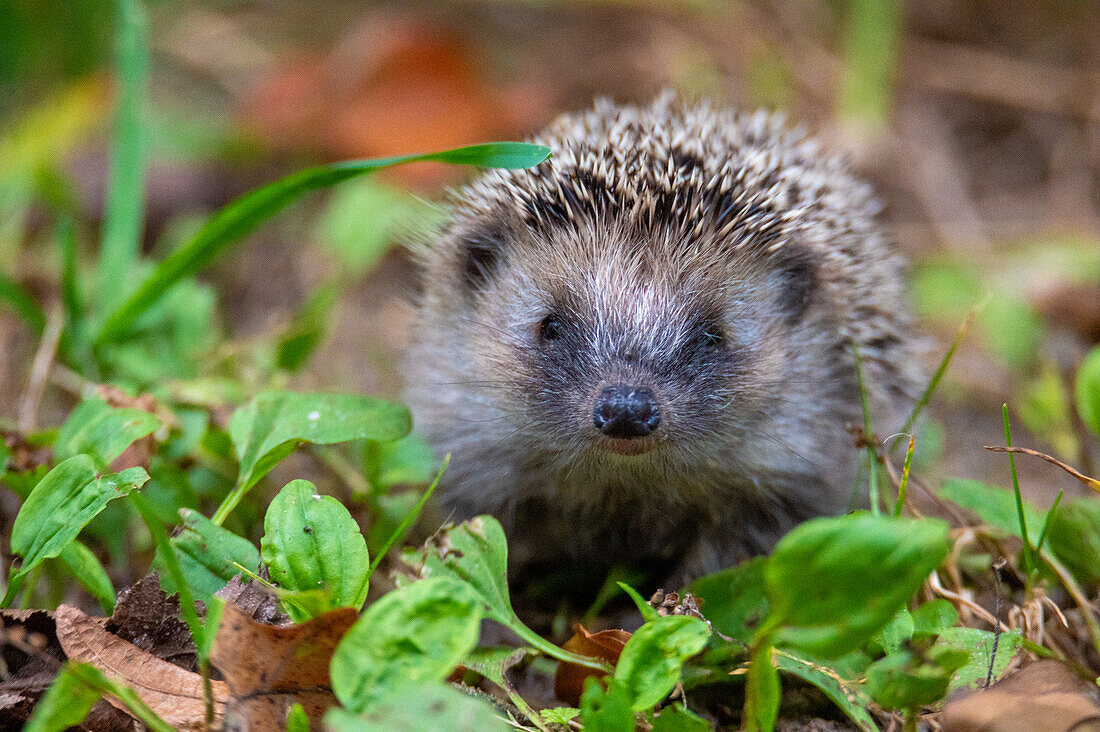 Young brown-breasted hedgehog (Erinaceus europaeus), curled up, in the riparian forest in Salzburg, Austria