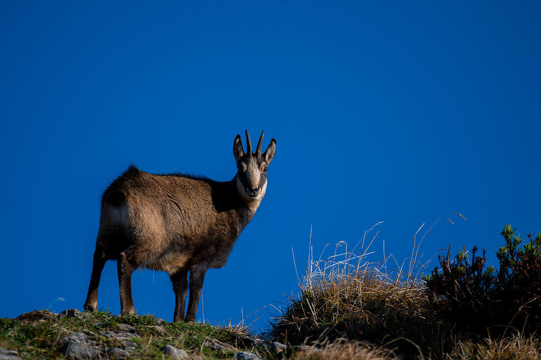 Chamois (Rupicapra rupicapra) on alpine meadows of the Schafberg, Upper Austria, Austria