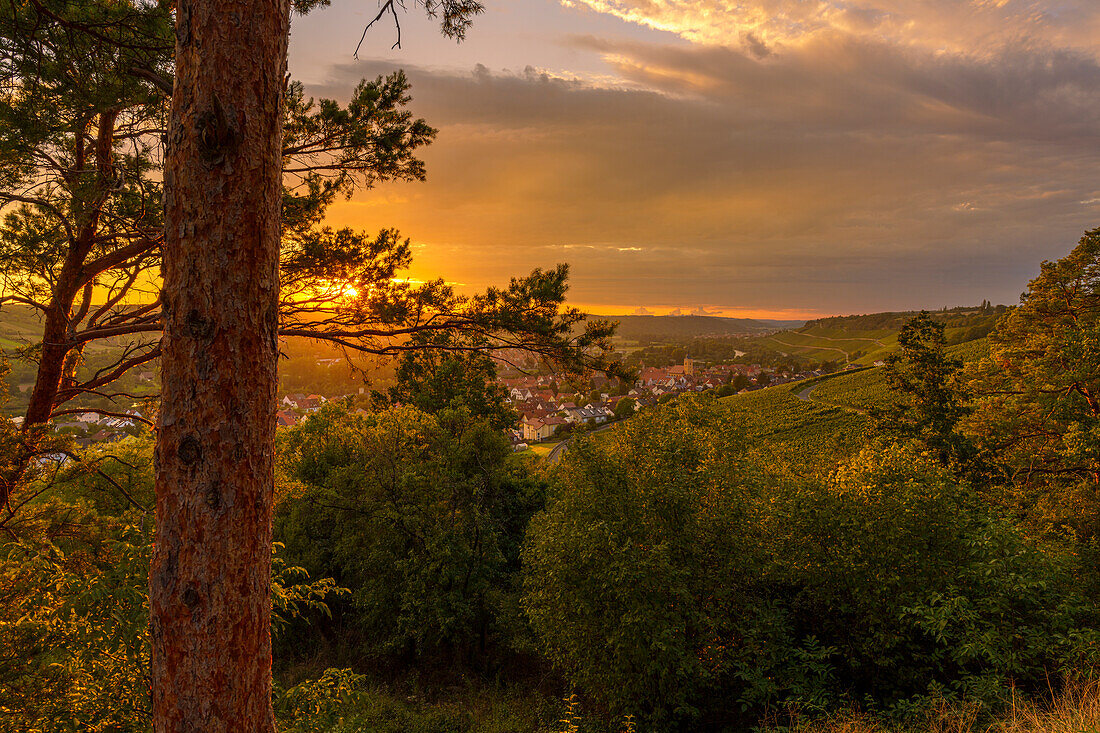 Weinberge bei Sommerhausen am Main im Abendlicht, Landkreis Würzburg, Franken, Unterfranken, Bayern, Deutschland