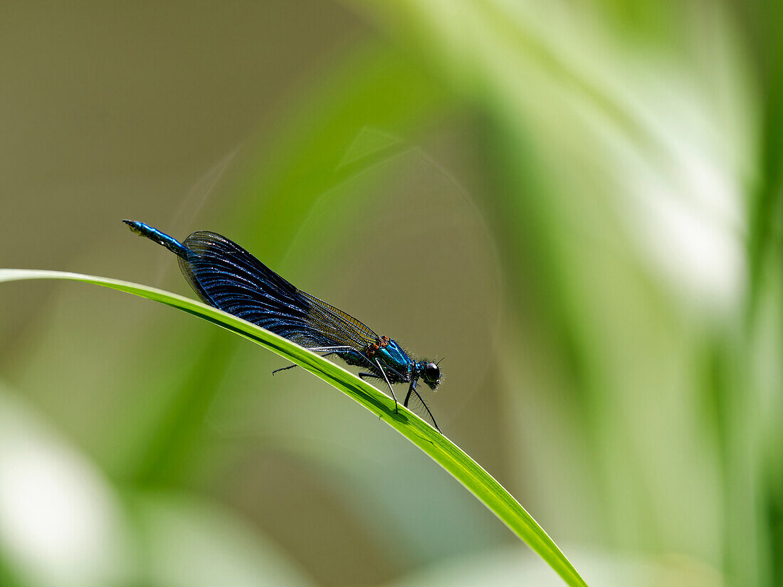 Banded demoiselle, Calopteryx splendens