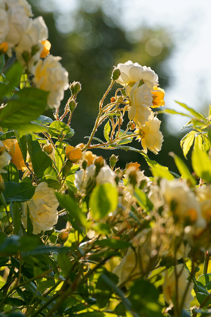 Rosenblüten im Morgenlicht                              