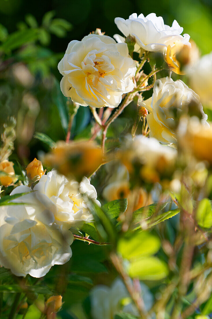 Rose petals in the morning light