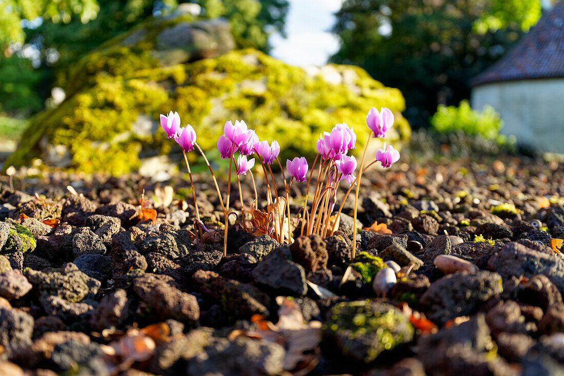 Alpenveilchen, Cyclamen