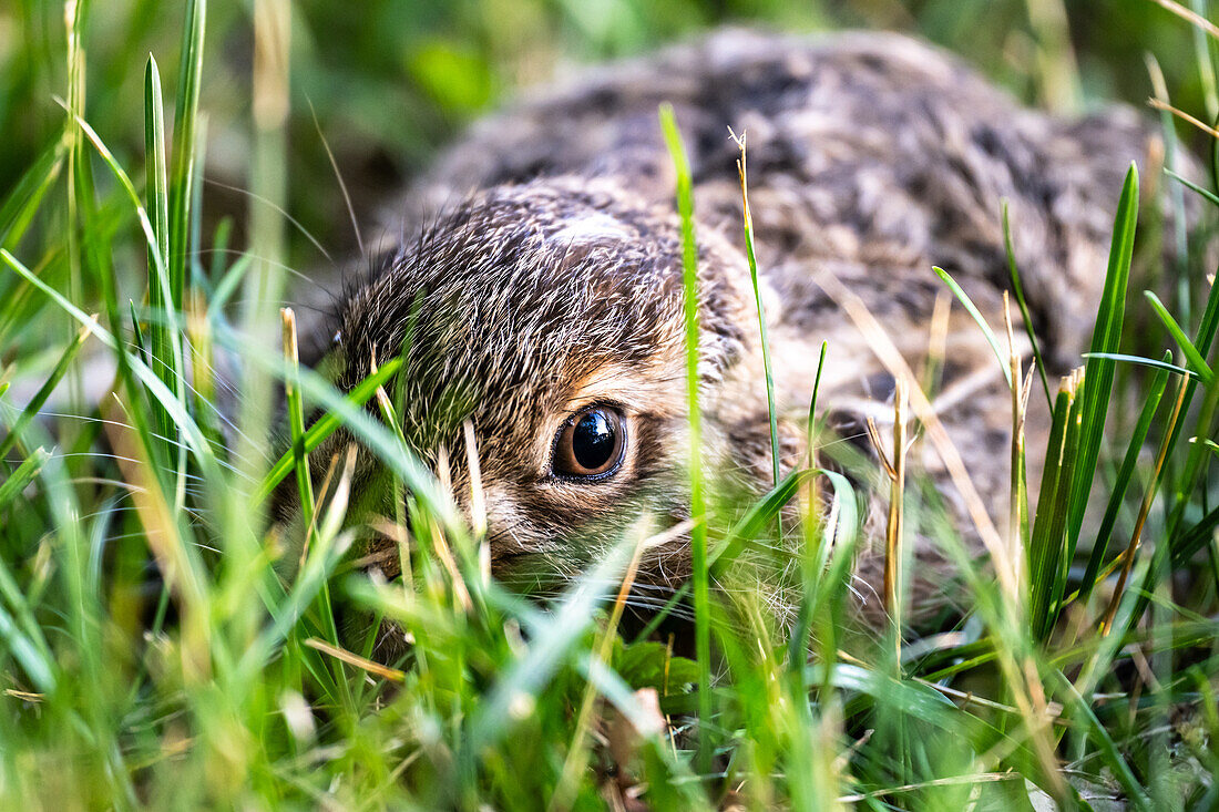 Young brown hare, (Lepus europaeus) in the grass, close-up portrait,