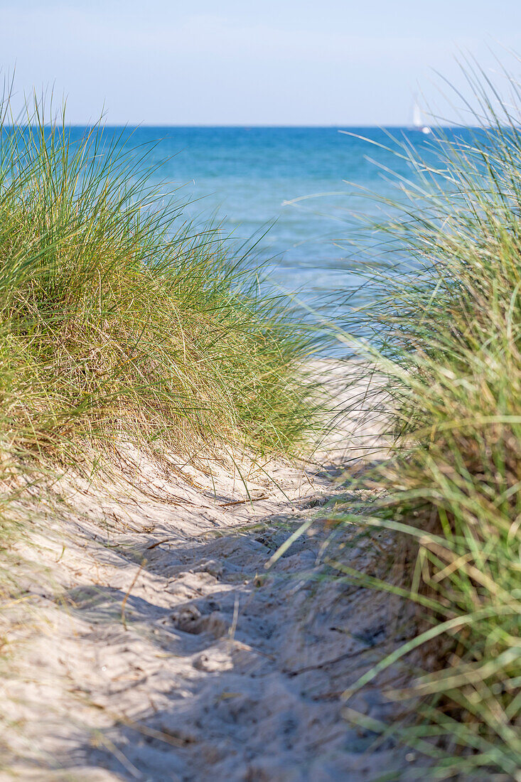 Strandweg in den Dünen, Ostsee, Schleswig-Holstein