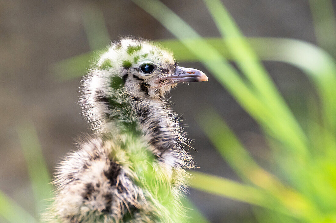 Young speckled seagull, Norway Bird Island Runde