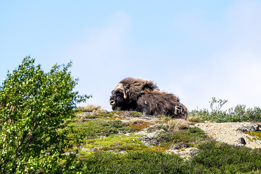 Moschusochse im Liegen (Ovibos moschatus), im Nationalpark Dovrefjell-Sunndalsfjella, Norwegen