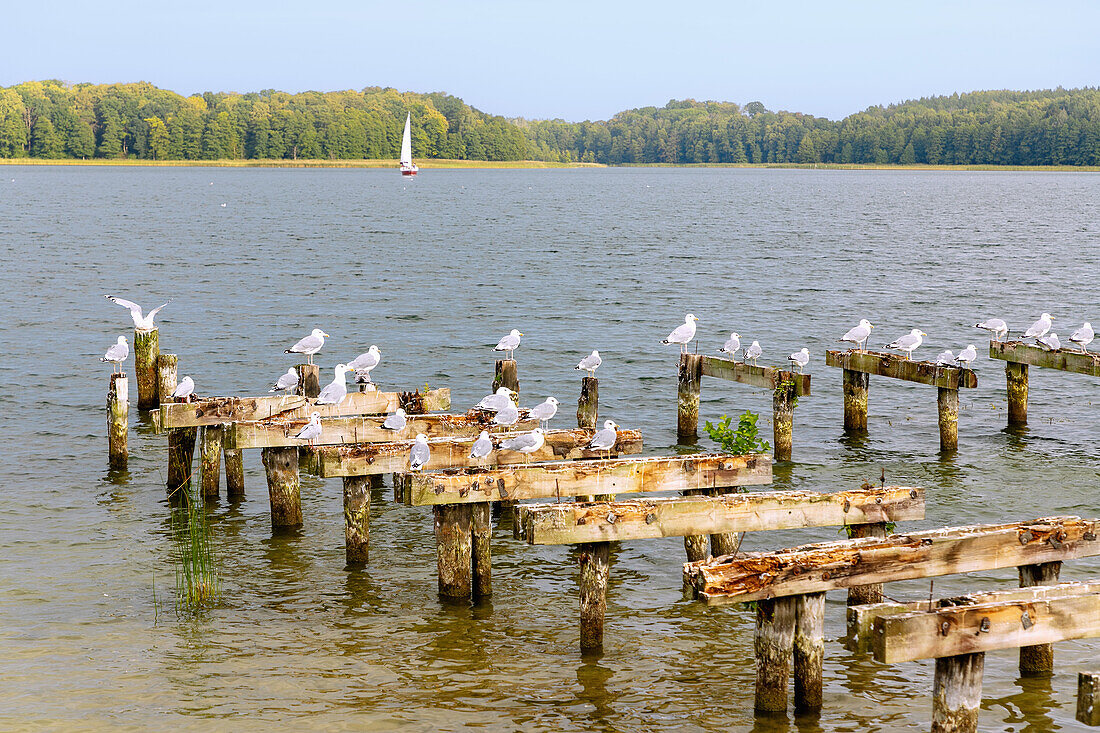 Seagulls on the remains of an old boat pier at Jezioro Kisajno (Kissainsee) near Giżycko (Lötzen) in the Masuria (Mazury) in the Warmińsko-Mazurskie Voivodeship in Poland