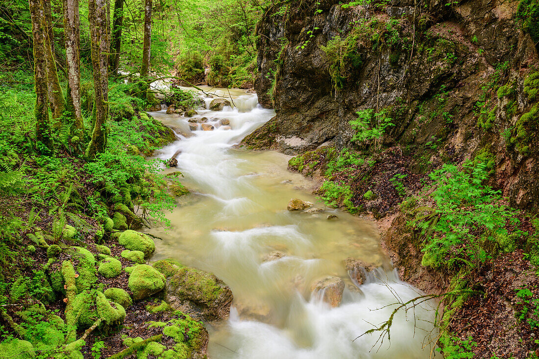 Mountain stream flows through the forest, Aschauer Klamm, Route of the Gorges, Berchtesgaden Alps, Berchtesgaden, Upper Bavaria, Bavaria, Germany