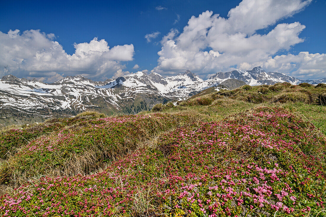 Pink blooming chamois with snow covered Niedere Tauern in the background, Riedingtal, Lungau, Niedere Tauern, Salzburg, Austria