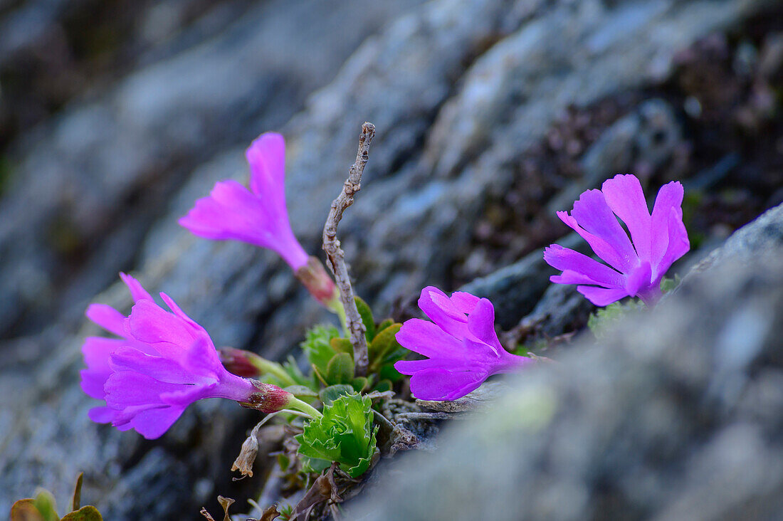 Pink blooming Alpine primrose on rocky ground, Riedingtal, Lungau, Niedere Tauern, Salzburg, Austria