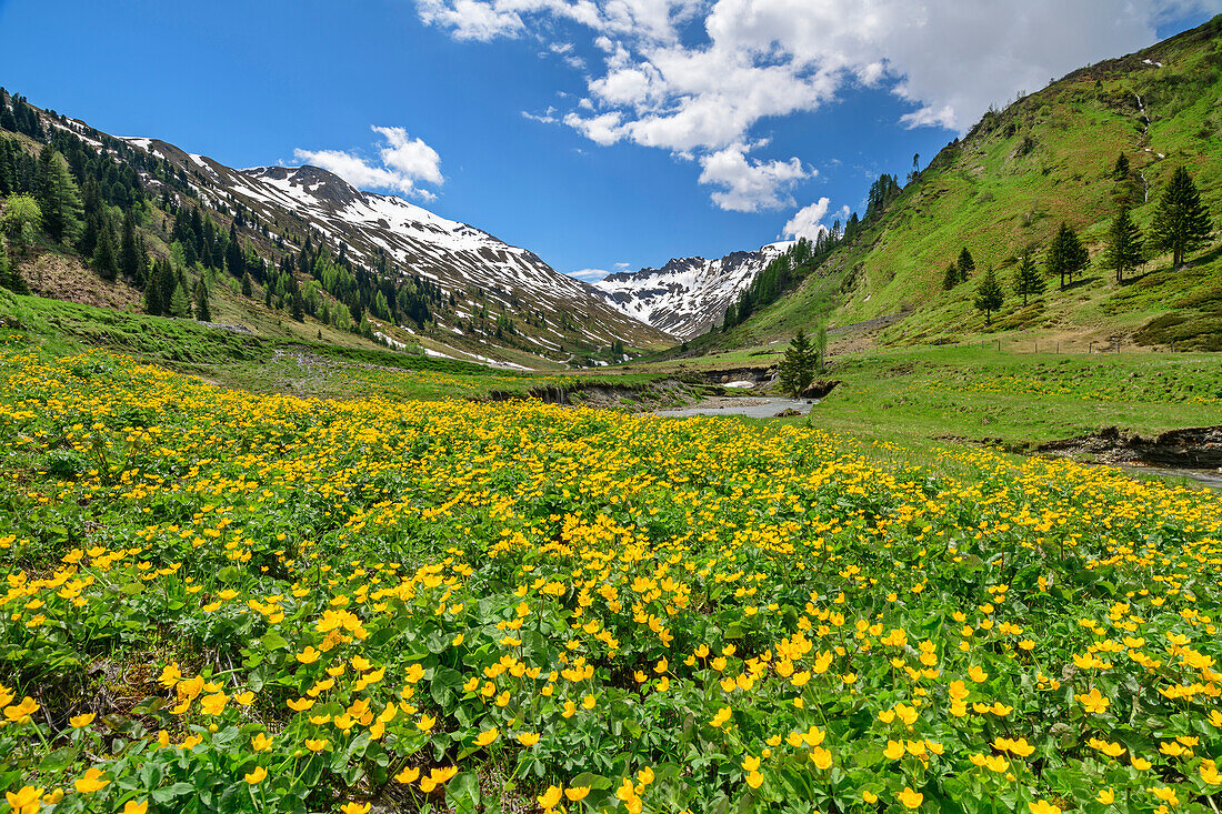 Yellow blooming marsh marigolds with Niedere Tauern in the background, Riedingtal, Lungau, Niedere Tauern, Salzburg, Austria