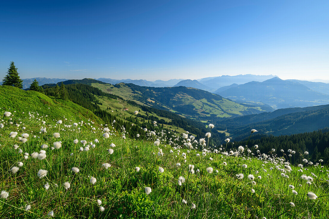 Wollgraswiese mit Kaisergebirge und Kitzbüheler Alpen, Feldalphorn, Wildschönauer Höhenweg, Wildschönau, Kitzbüheler Alpen, Tirol, Österreich 