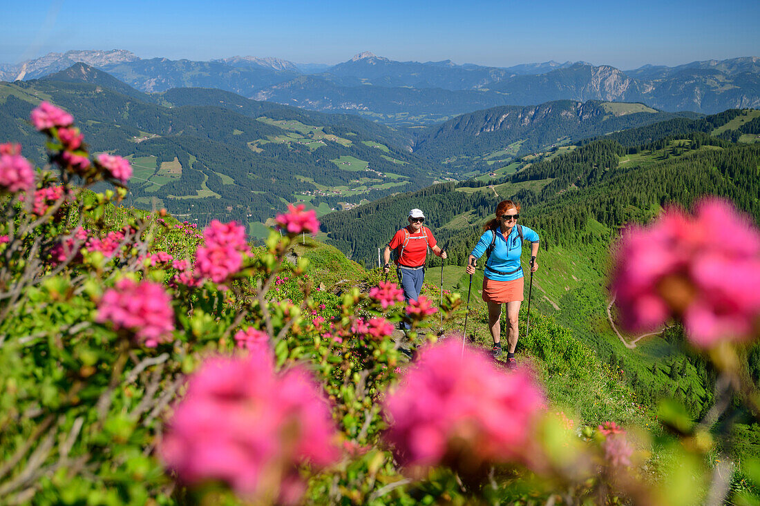 Man and woman hiking with pink blooming alpine roses in the foreground, Feldalphorn, Wildschönauer Höhenweg, Wildschönau, Kitzbühel Alps, Tyrol, Austria
