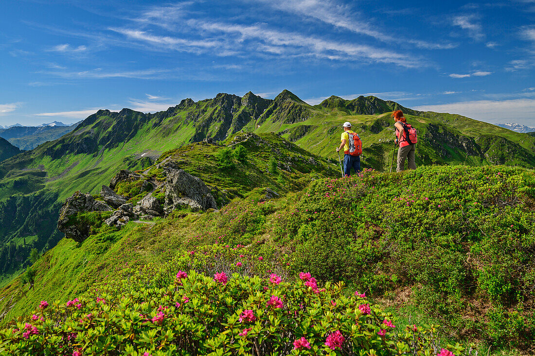 Mann und Frau wandern durch blühende Almrosen, Kitzbüheler Alpen mit Standkopf im Hintergrund, Standkopf, Kitzbüheler Alpen, Tirol, Österreich 