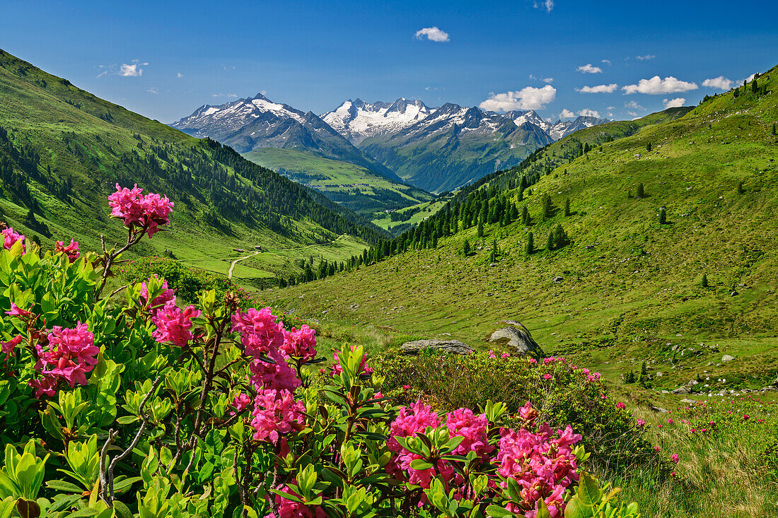 Pink blühende Alpenrosen mit Zillertaler Alpen im Hintergrund, Salzachgeier, Kitzbüheler Alpen, Tirol, Österreich 