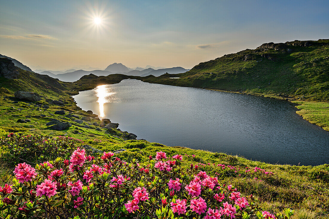 Blooming alpine roses in front of a mountain lake with Rettenstein in the background, Windautal, Kitzbühel Alps, Tyrol, Austria