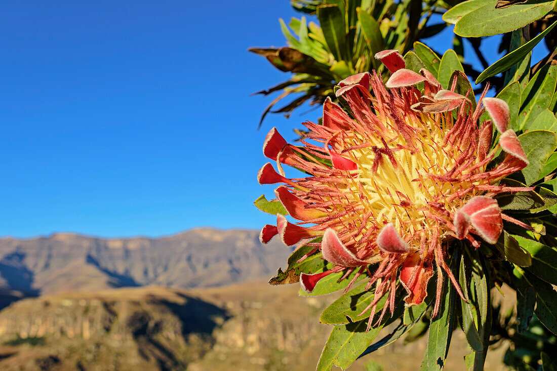 Rot blühende Proteablüte mit Drakensberge im Hintergrund, Injasuthi, Drakensberge, Kwa Zulu Natal, UNESCO Welterbe Maloti-Drakensberg, Südafrika