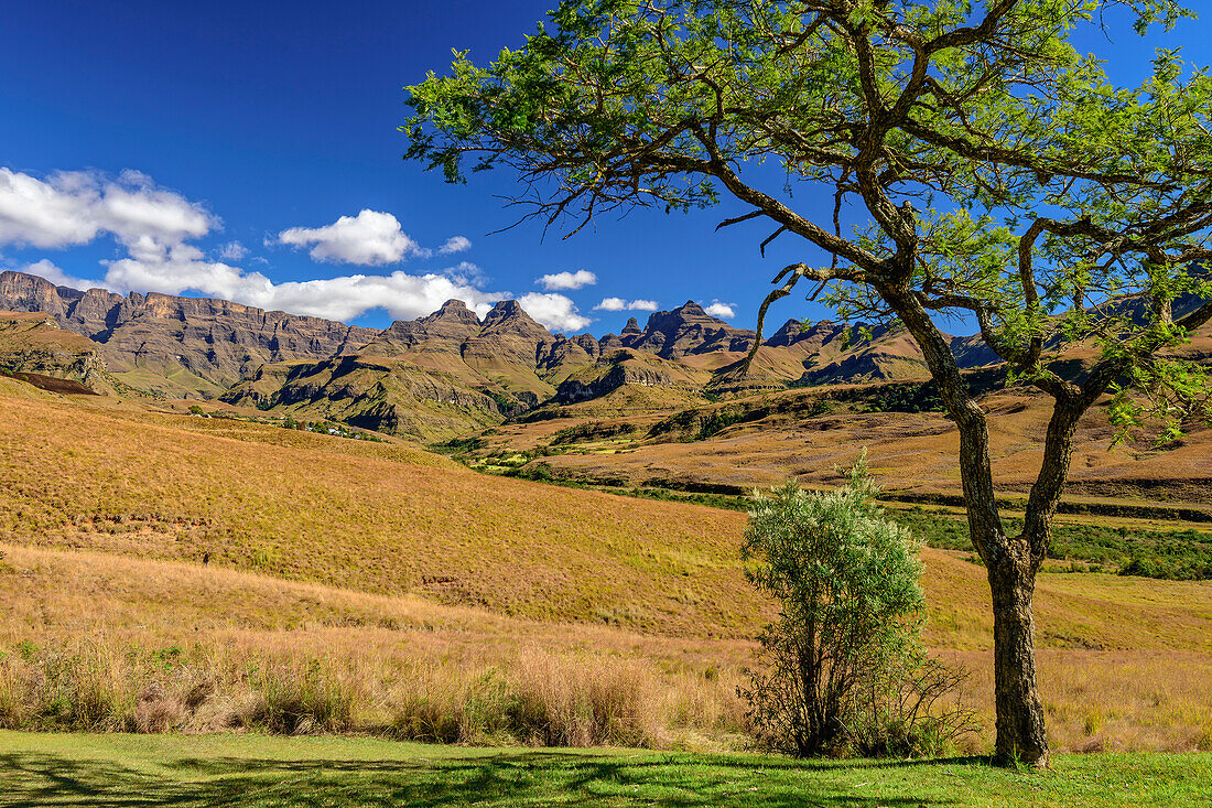 Outer Horn, Inner Horn and Cathedral Peak with acacia in the foreground, Didima, Cathedral Peak, Drakensberg, Kwa Zulu Natal, UNESCO World Heritage Site Maloti-Drakensberg, South Africa