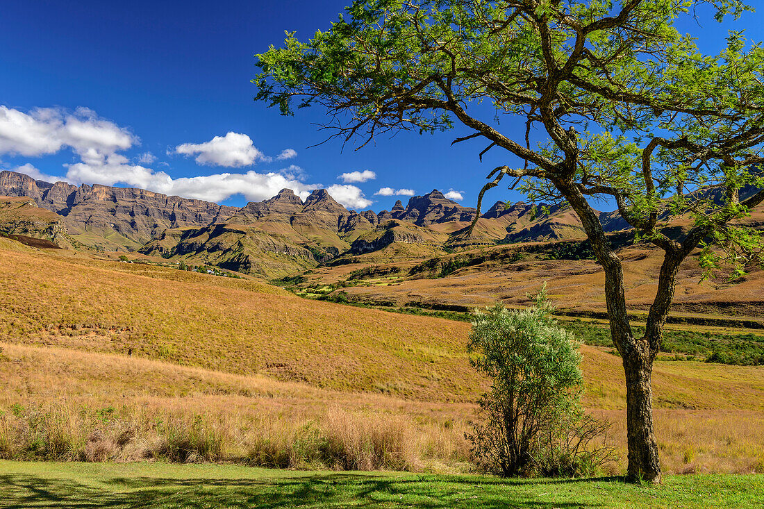 Outer Horn, Inner Horn und Cathedral Peak mit Akazie im Vordergrund, Didima, Cathedral Peak, Drakensberge, Kwa Zulu Natal, UNESCO Welterbe Maloti-Drakensberg, Südafrika