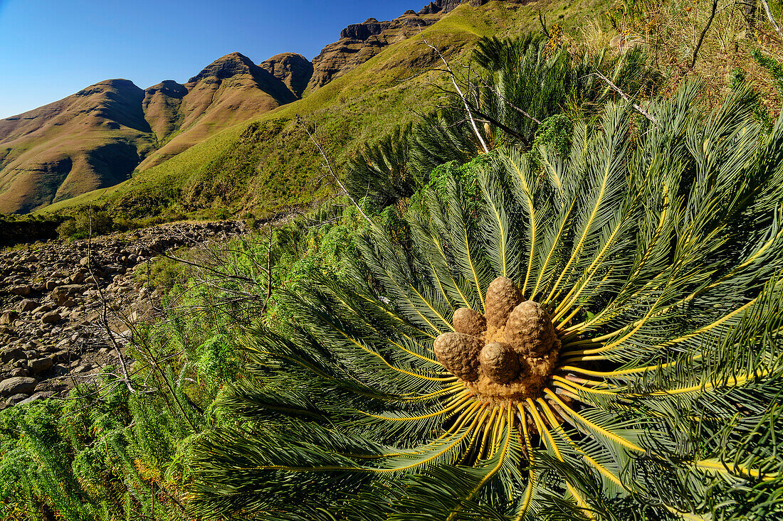 Cycad, Drakensberg cycad, Encephalartos ghellinckii, Tseketseke Valley, Didima, Cathedral Peak, Drakensberg, Kwa Zulu Natal, UNESCO World Heritage Maloti-Drakensberg, South Africa