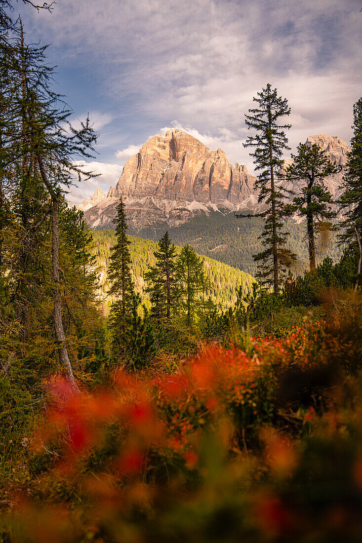 Mountain hike to the Croda da Lago mountain hut around the mountain lake Lago Federa, Dolomites, UNESCO World Heritage Site Dolomites, Veneto, Veneto, Italy