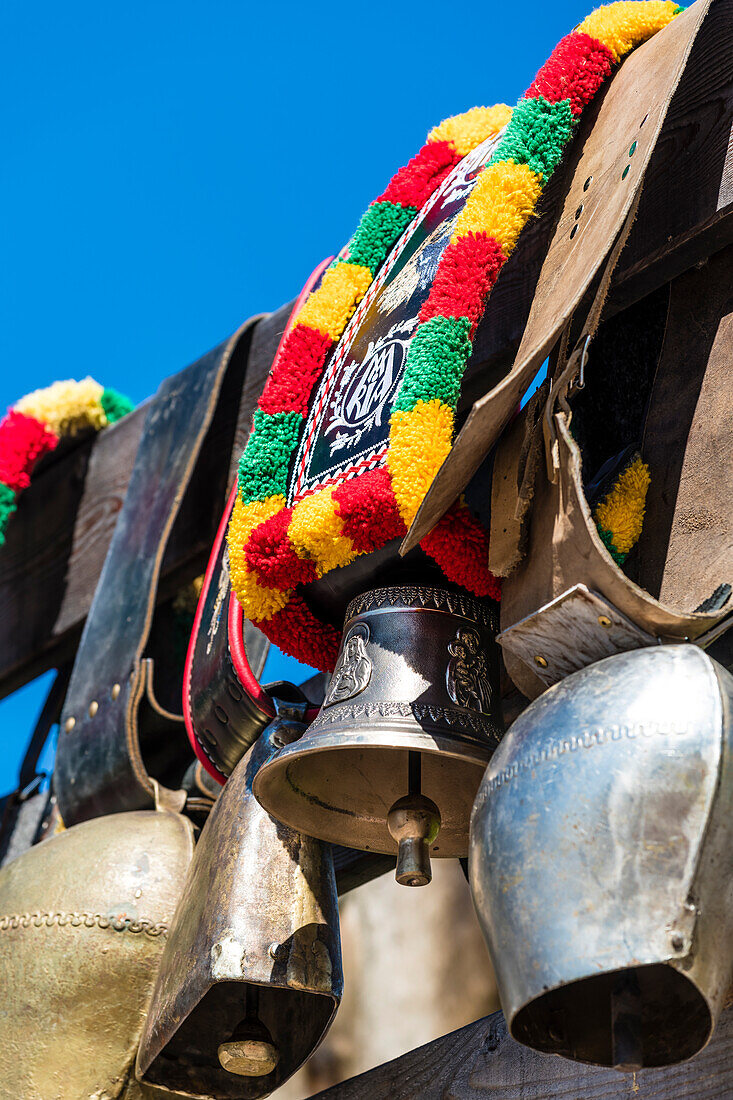 Cattle drive, cow bells, Truden, South Tyrol, Alto Adige, Italy