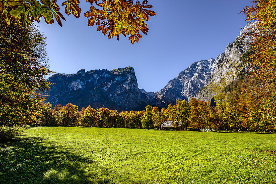 Wiese am Königssee, Nationalpark Berchtesgaden, Berchtesgadener Alpen, Oberbayern, Bayern, Deutschland