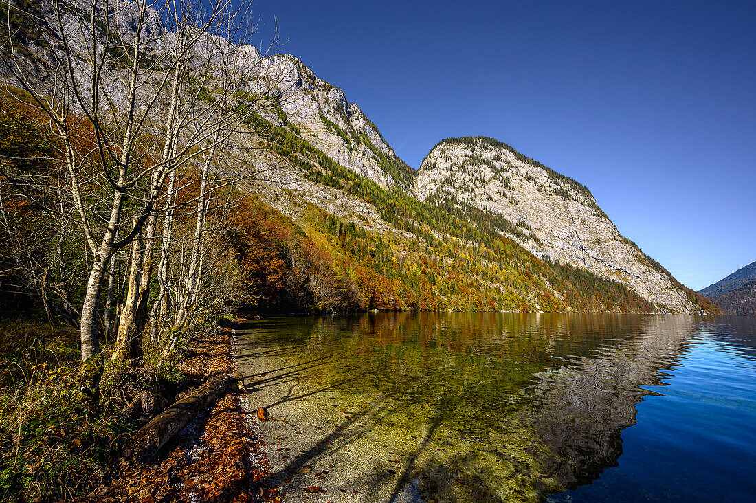 Ufer des Königssee, Nationalpark Berchtesgaden, Berchtesgadener Alpen, Oberbayern, Bayern, Deutschland