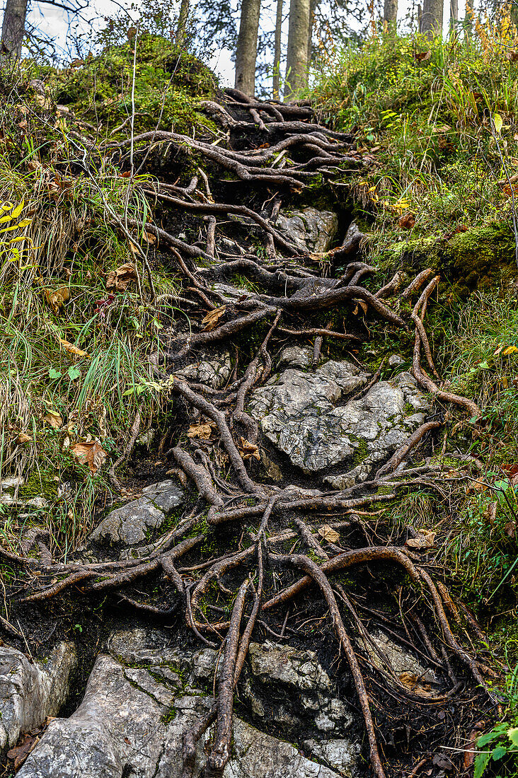 Wandweg Naturlehrpfad am Bach/Fluss Ramsauer Ache, wandern im Zauberwald am Hintersee im Bergsteigerdorf Ramsau. Ramsau bei Berchtesgaden, am Watzmann und Königssee, Nationalpark Berchtesgaden, Berchtesgadener Alpen, Oberbayern, Bayern, Deutschland