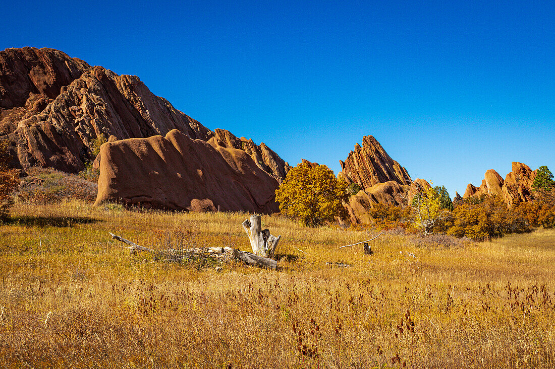 Autumn colors highlighted against the red rocks and blue sky in Roxborough State Park in Colorado