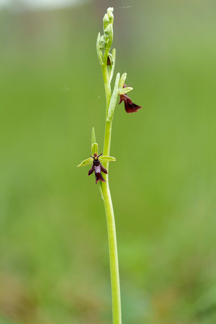 Fly Ragwort, Ophrys insectifera, Fly Ragwort