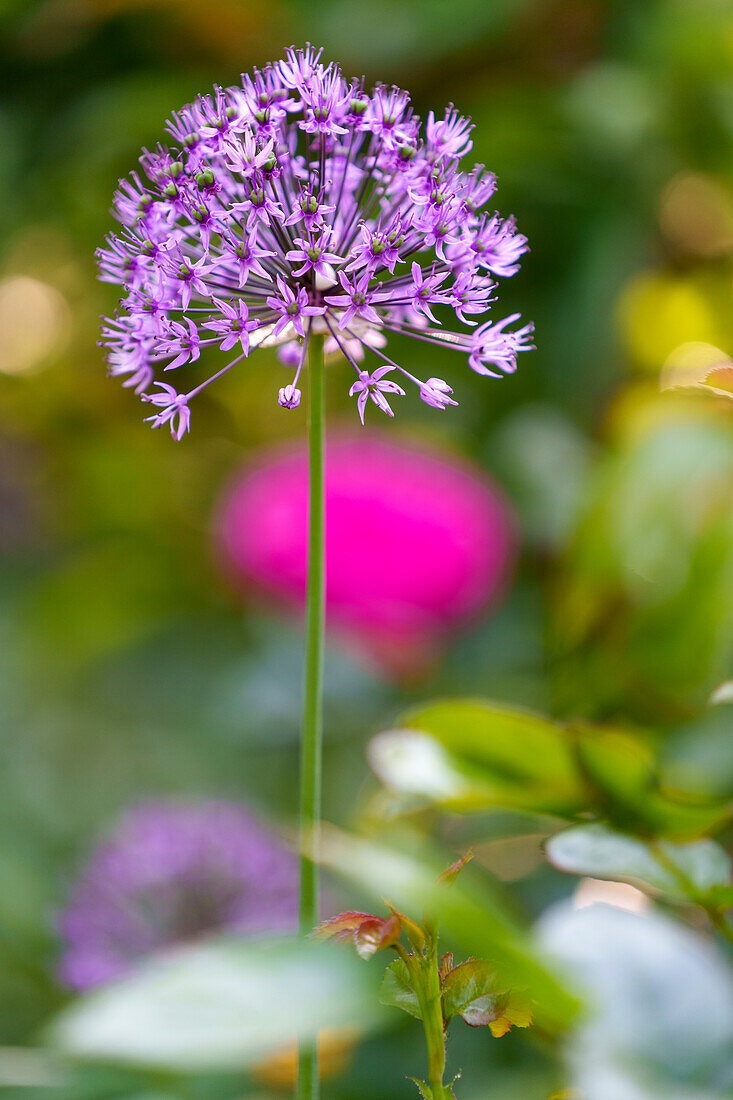 Flowering leeks, Alium