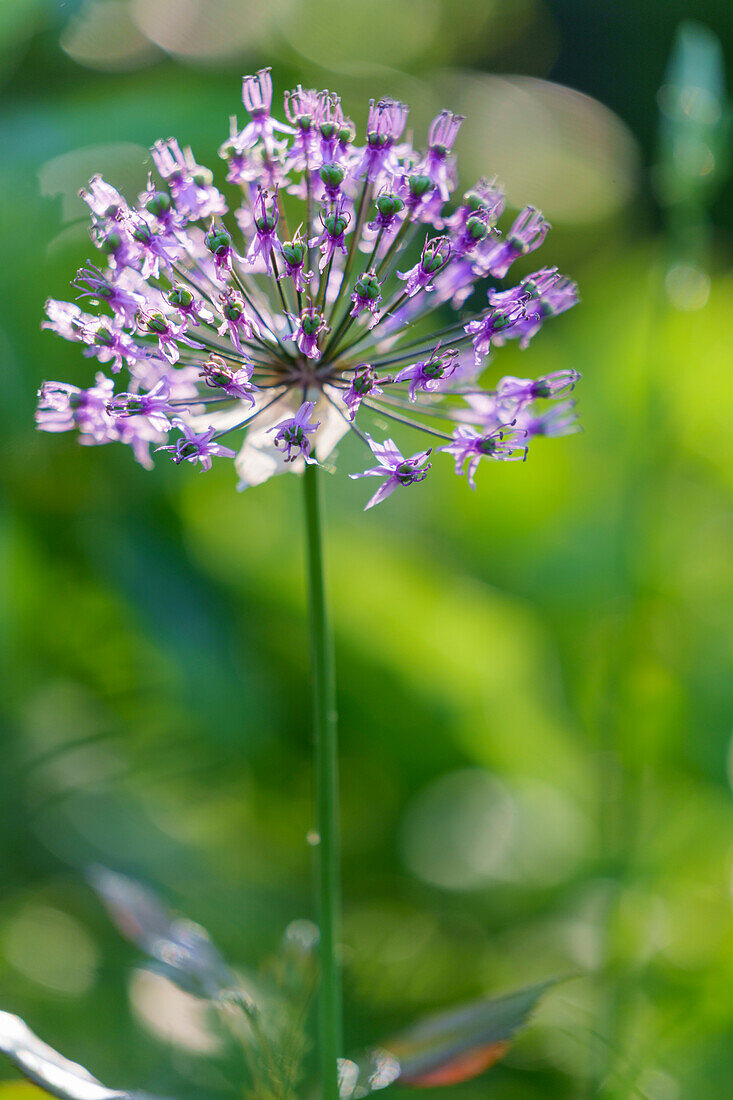 Blühender Lauch, Alium