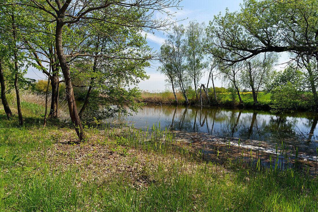 On the way between the NSG Garstadt bird sanctuary and the Mainebne near Hirschfeld and Heidenfeld in the Schweinfurt district, Lower Franconia, Bavaria, Germany