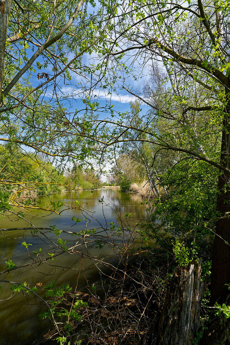 On the way between the NSG Garstadt bird sanctuary and the Mainebne near Hirschfeld and Heidenfeld in the Schweinfurt district, Lower Franconia, Bavaria, Germany