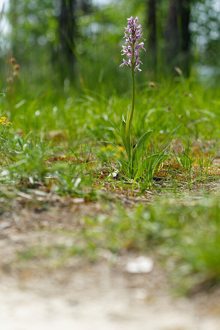 Helm-Knabenkraut, Orchis militaris