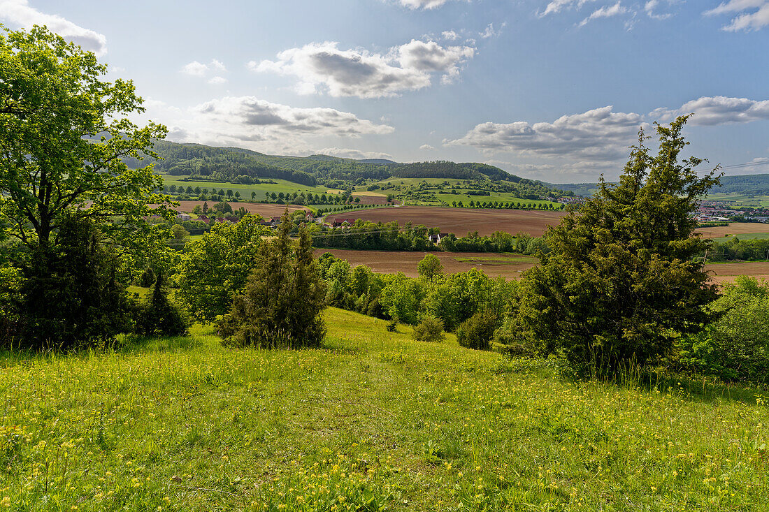 Halbtrockenrasen am Neuenberg im Ibengarten bei Glattbach, Biosphärenreservat Rhön, Gemeinde Dermbach, Wartburgkreis, Thüringen, Deutschland