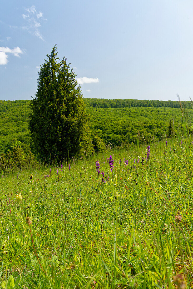 Landschaft im Naturschutzgebiet Wiesenthaler Schweiz, Biosphärenreservat Rhön, Gemeinde Wiesenthal, Wartburgkreis, Thüringen, Deutschland