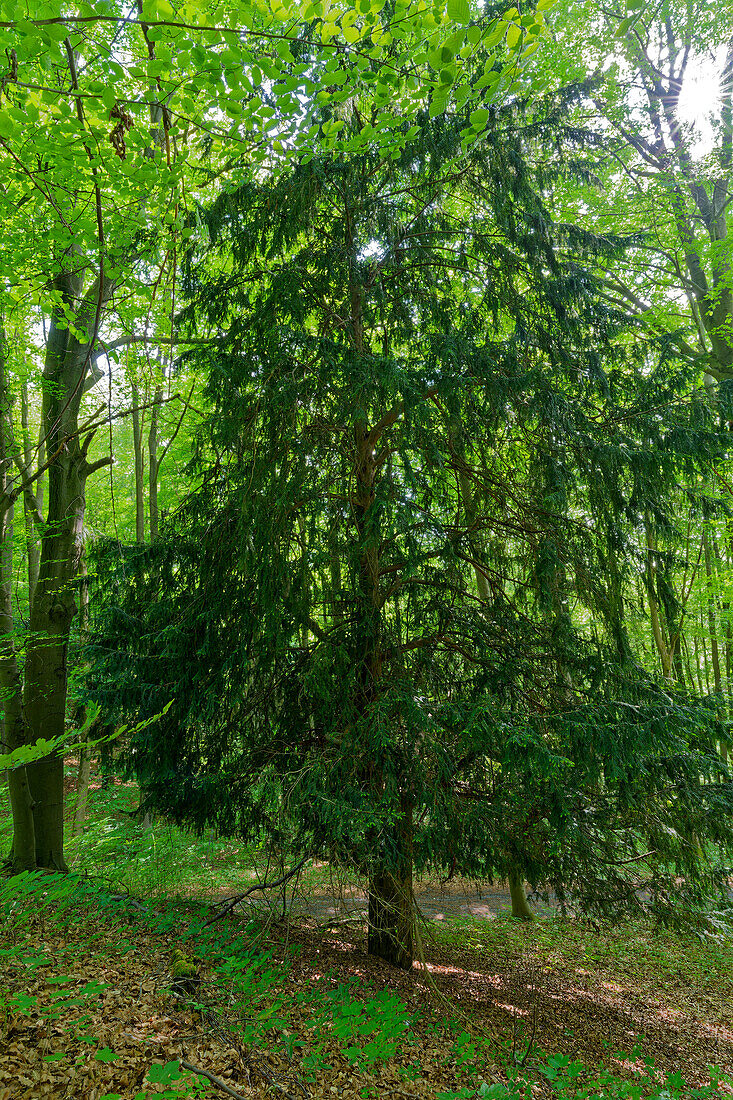 Yew trees, Taxus baccata, in the Ibengarten near Glattbach, Rhön Biosphere Reserve, Dermbach municipality, Wartburgkreis, Thuringia, Germany