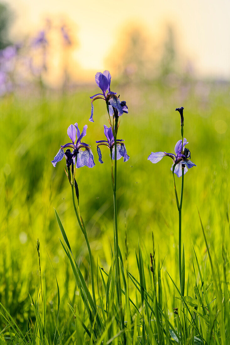 Sibirische Schwertlilie, Iris sibirica, Wiesen-Schwertlilie