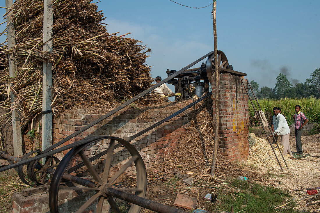 Obtaining sugar by squeezing sugar cane and boiling down the juice Bihar, India