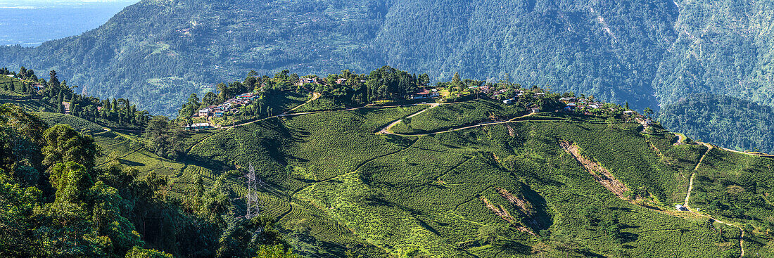 Teelandschaft bei Mirik nahe Darjeeling, West-Bengalen, Indien